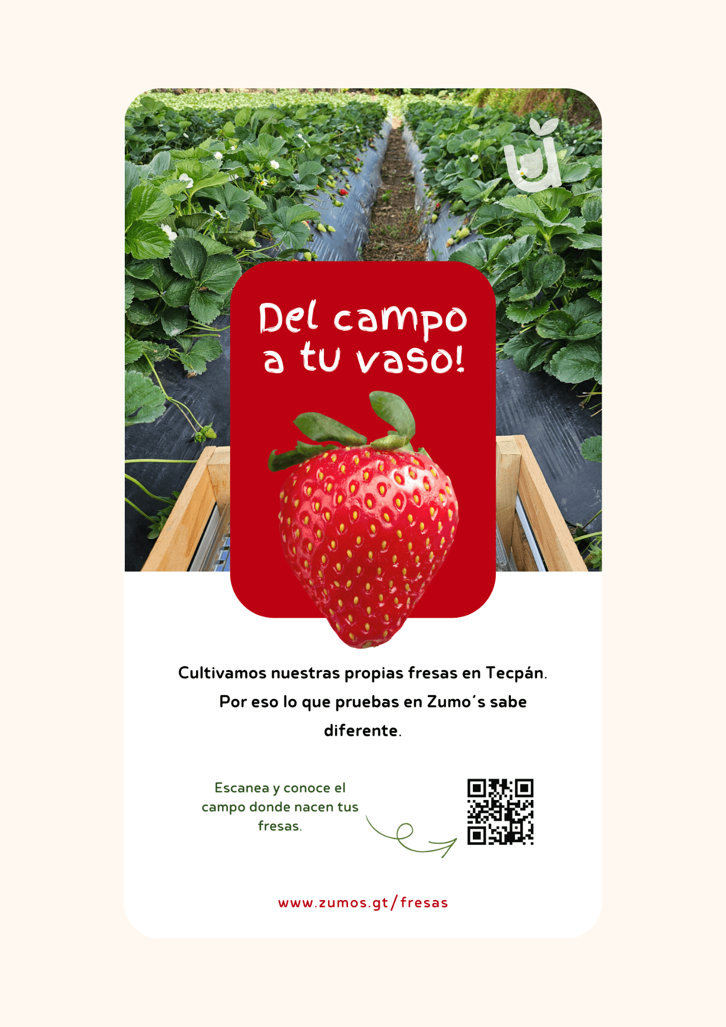 Del campo a tu vaso: cultivamos nuestras propias fresas en Tecpán - Zumo's - Página 8